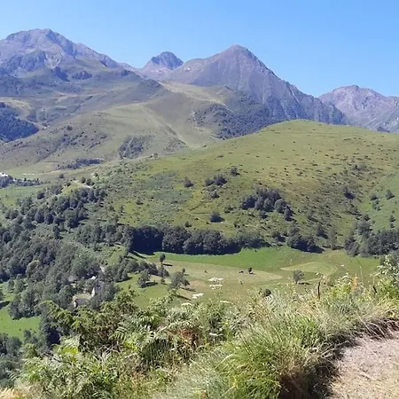 L'ancien Du Vieux Cèdre
